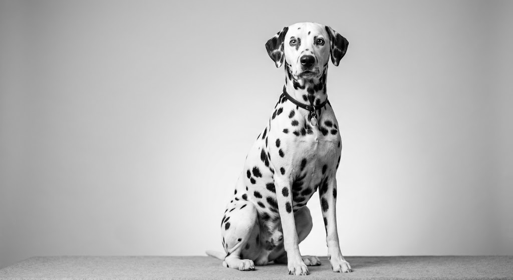 Dalmatien assis, portrait studio en noir et blanc